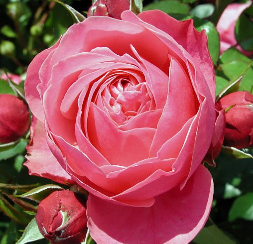 R_Leonard de Vinci_CM04